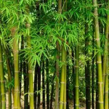 Natural Bamboo Plants