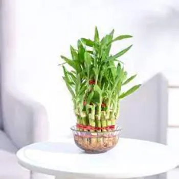 Organic Bamboo Plants