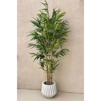 Natural Bamboo Plants
