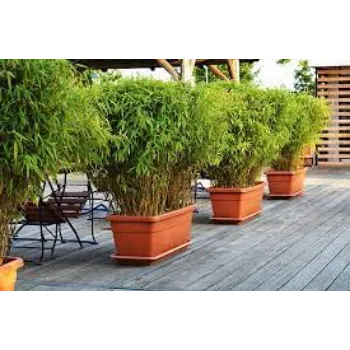 Fresh Bamboo Plants