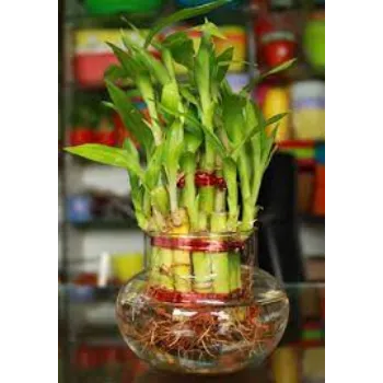 Organic Bamboo Plant