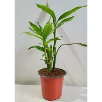 Common Bamboo Plants