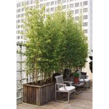 Common Bamboo Plants