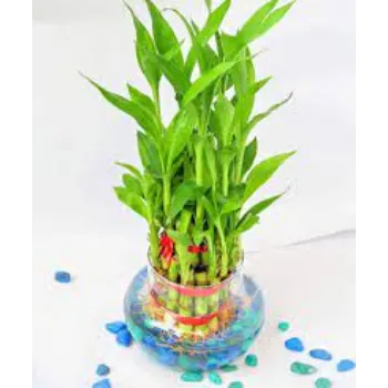 Natural Bamboo Plants