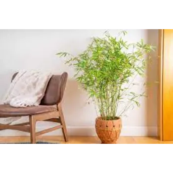 Common Bamboo Plant