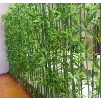 Organic Bamboo Plant
