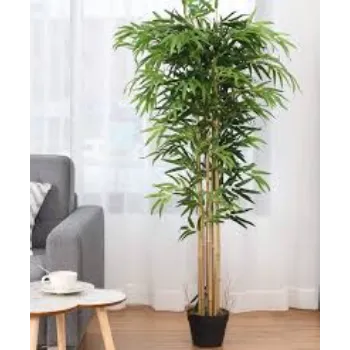 Organic Bamboo Plant