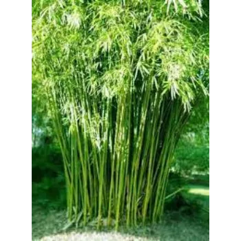 Organic Bamboo Plants