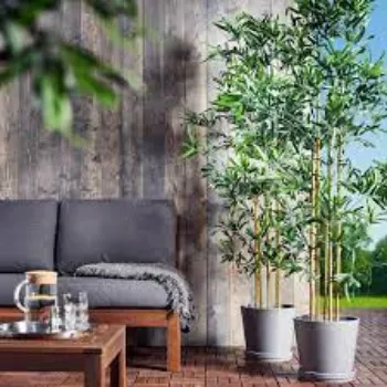Natural Bamboo Plants