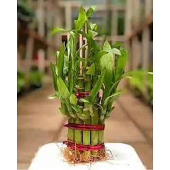 Natural Bamboo Plants