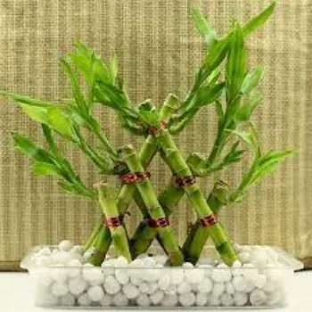 Natural Bamboo Plants