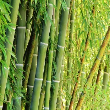Big Size Bamboo Plant