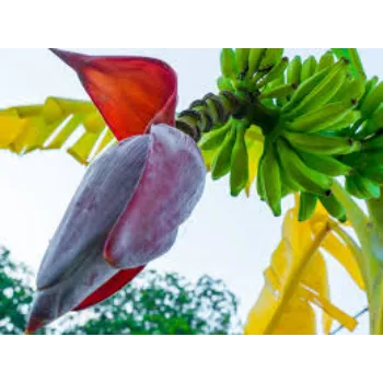 Fresh Banana Flower