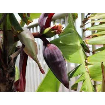 Fresh Banana Flower