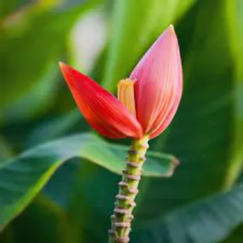 Banana Flower