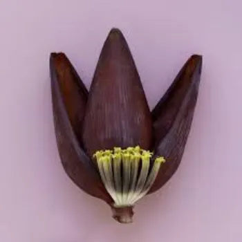 Roshni Agri forestry Banana Flower