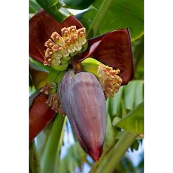 Banana Flower