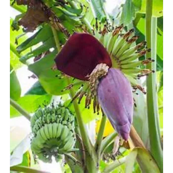 Banana Flower