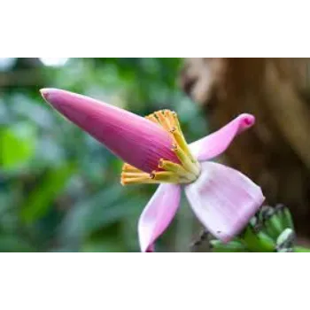 fresh Banana Flower