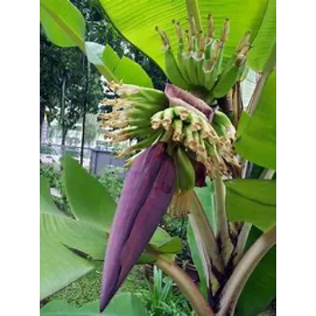 Banana Flower