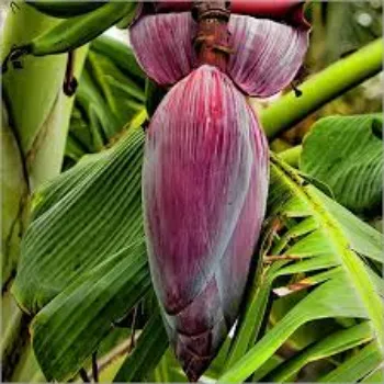 Red Banana Flower