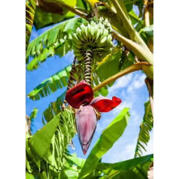 Fresh Banana Flower