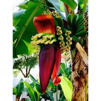 Banana Flower
