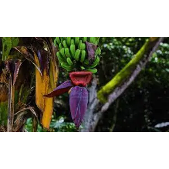 Rare  Arali Flowers