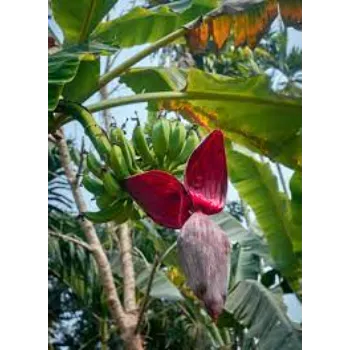 Fresh  Banana Flower