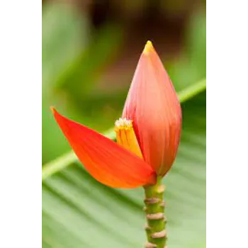 Organic  Banana Flower