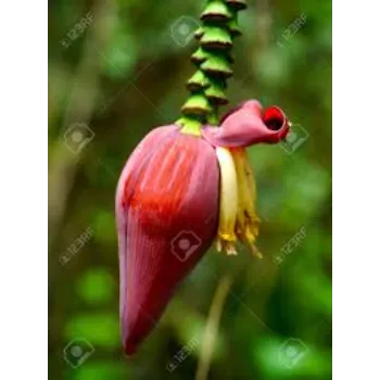 Common Banana Flower