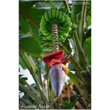 Natural Banana Flower