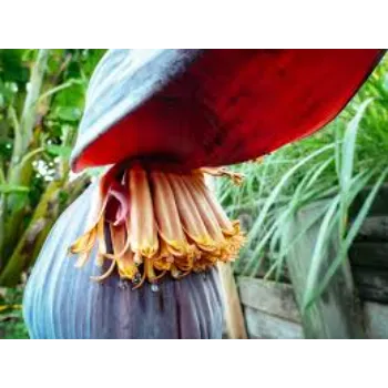 Natural Banana Flower