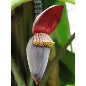 Banana Flower