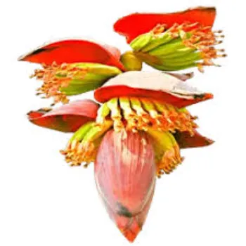 Natural  Banana Flower