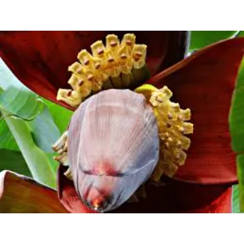 Natural  Banana Flower