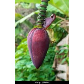 Organic Banana Flower