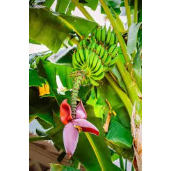 Natural Banana Flowers