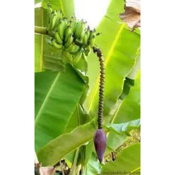 Organic Banana Flowers