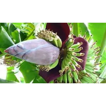 Natural Banana Flowers