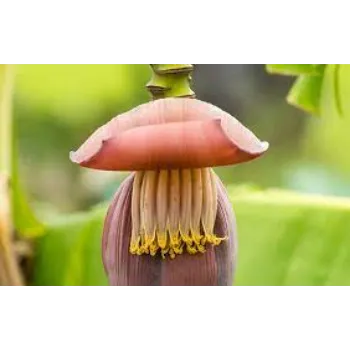 Common Banana Flowers