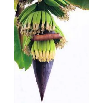 Fresh Banana Flowers