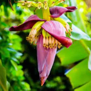 Fresh Banana Flowers