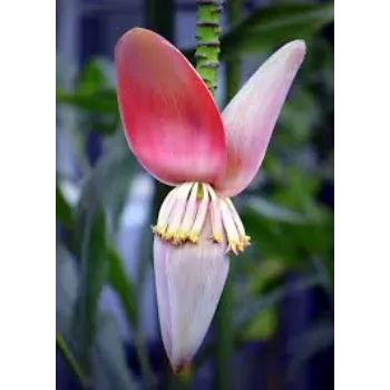 Common Banana Flowers