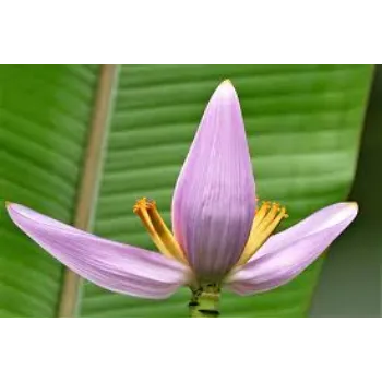 Fresh Banana Flowers