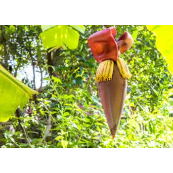 Natural Banana Flowers