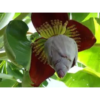 Fresh Banana Flowers