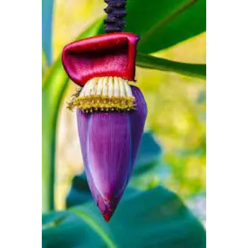Organic Banana Flowers