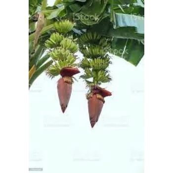Natural Banana Flowers