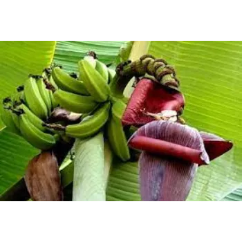 Natural Banana Flowers